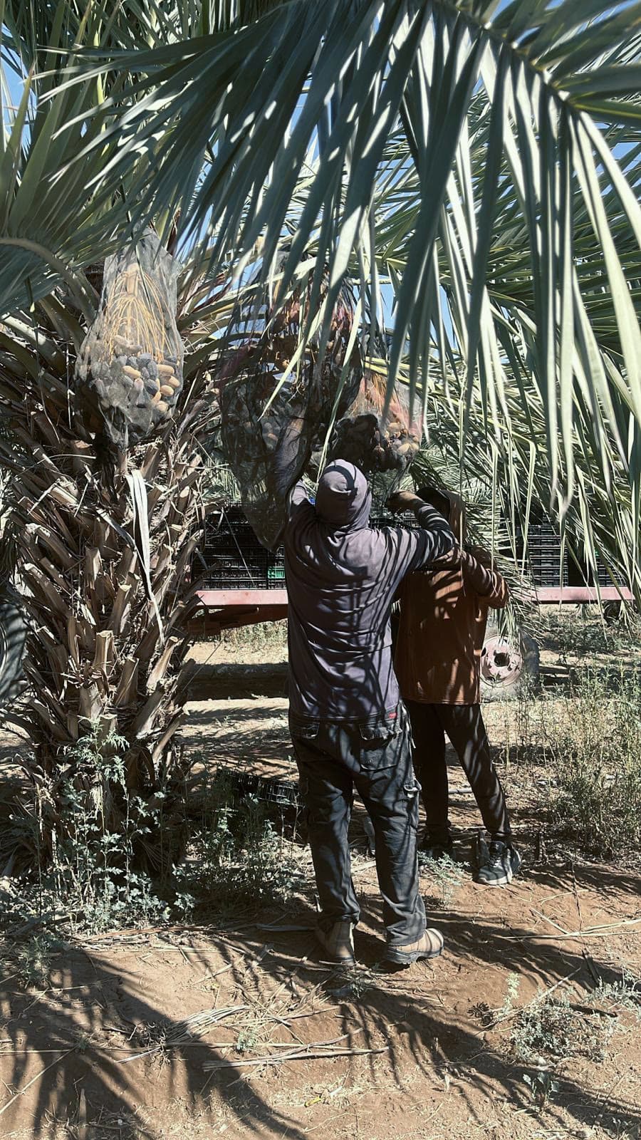 Two Sol Root workers cutting down a bunch of dates by hand